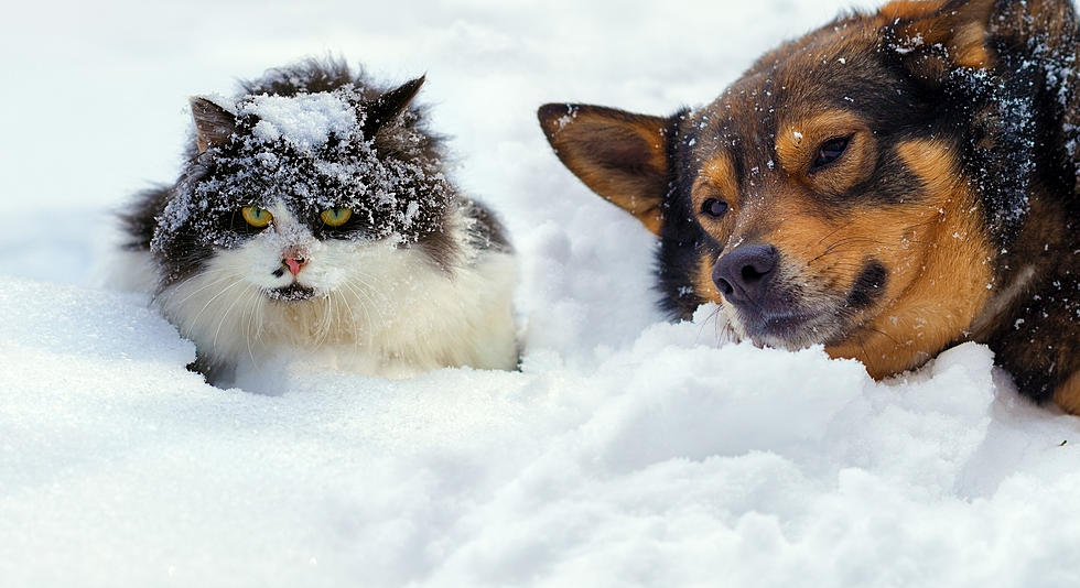 Winter Pet Care